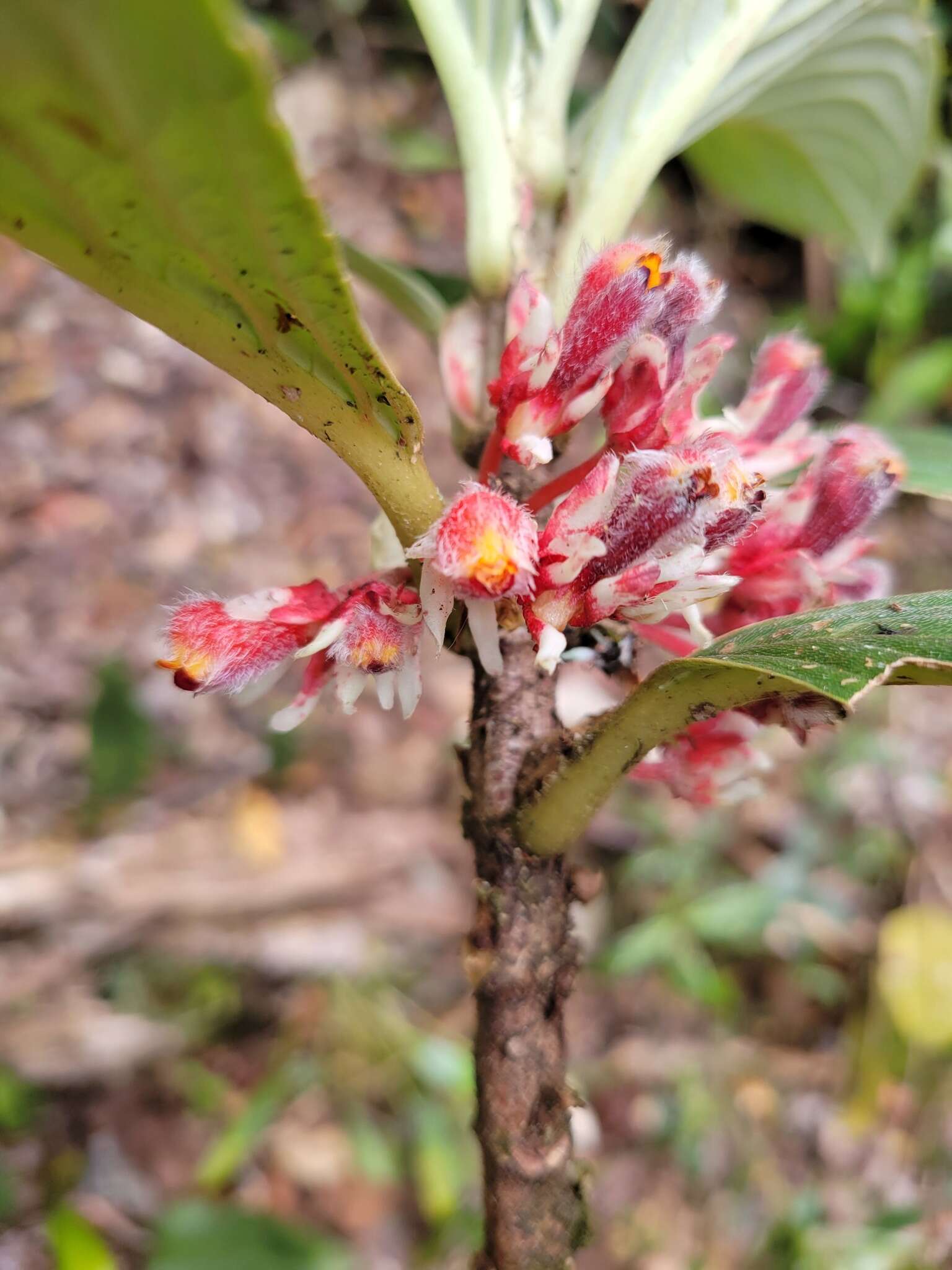 Image of Glossoloma ichthyoderma (Hanst.) J. L. Clark