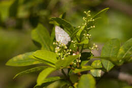 Слика од Tmolus echion (Linnaeus 1767)