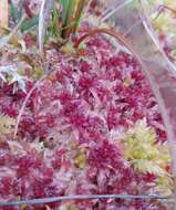 Sphagnum angermanicum Melin 1919的圖片