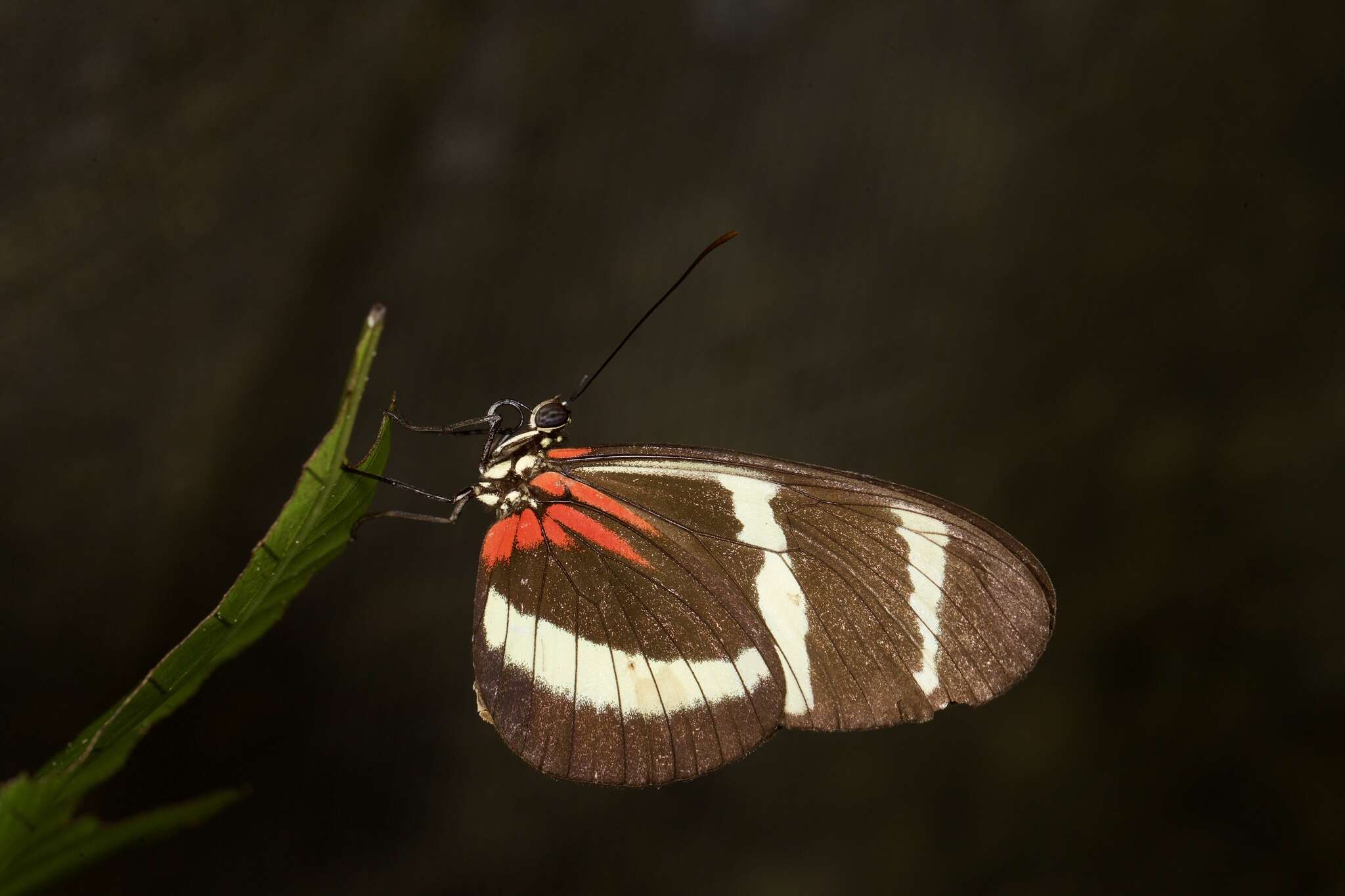 Image of Heliconius hewitsoni Staudinger 1875