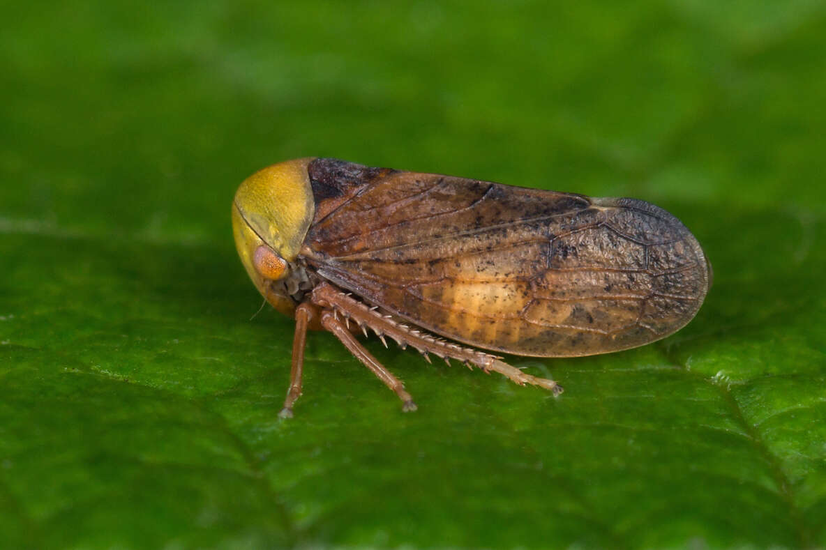 Image of Leafhopper