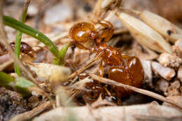 Image of Pheidole spadonia Wheeler 1915