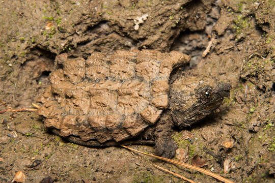 Image of Macrochelys