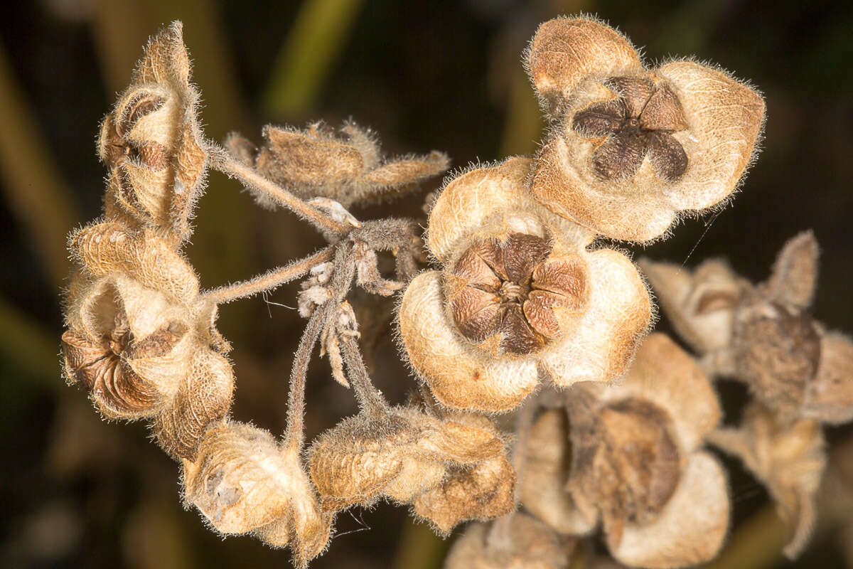 Imagem de Malva arborea (L.) Webb & Berth.