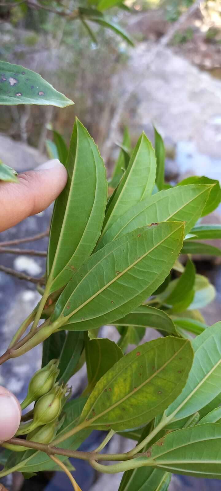 Image of Huberia semiserrata DC.