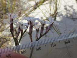 Afrolimon purpuratum (L.) I. A. Lincz. resmi