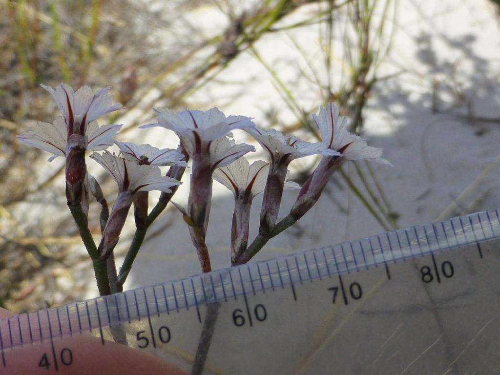 Afrolimon purpuratum (L.) I. A. Lincz. resmi