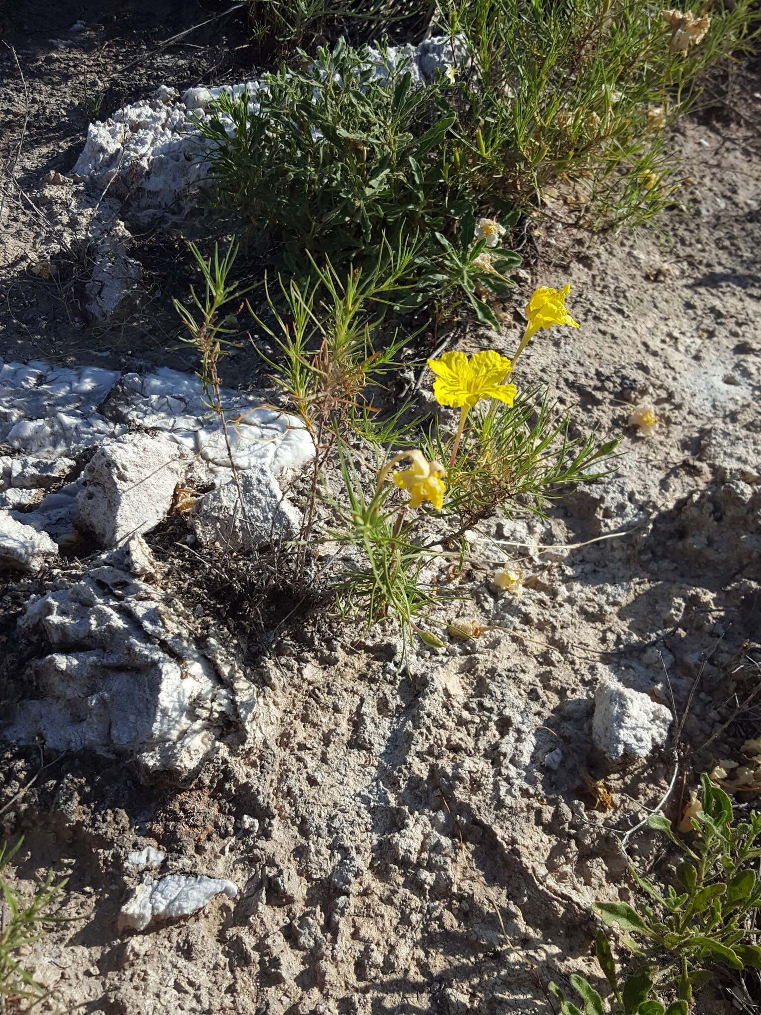 Sivun Oenothera hartwegii subsp. filifolia (Eastw.) W. L. Wagner & Hoch kuva