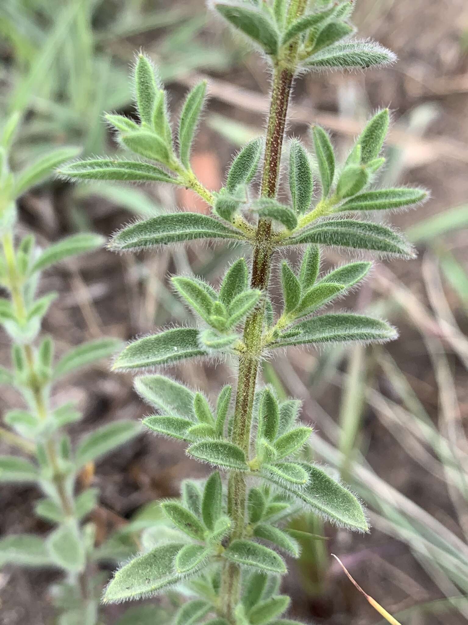 Image of Syncolostemon parviflorus var. parviflorus