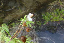 Image of Erica polifolia Salisb. ex Benth.