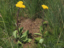 Image of Helichrysum krookii Moeser