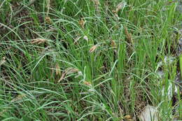 Carex acuta L. resmi