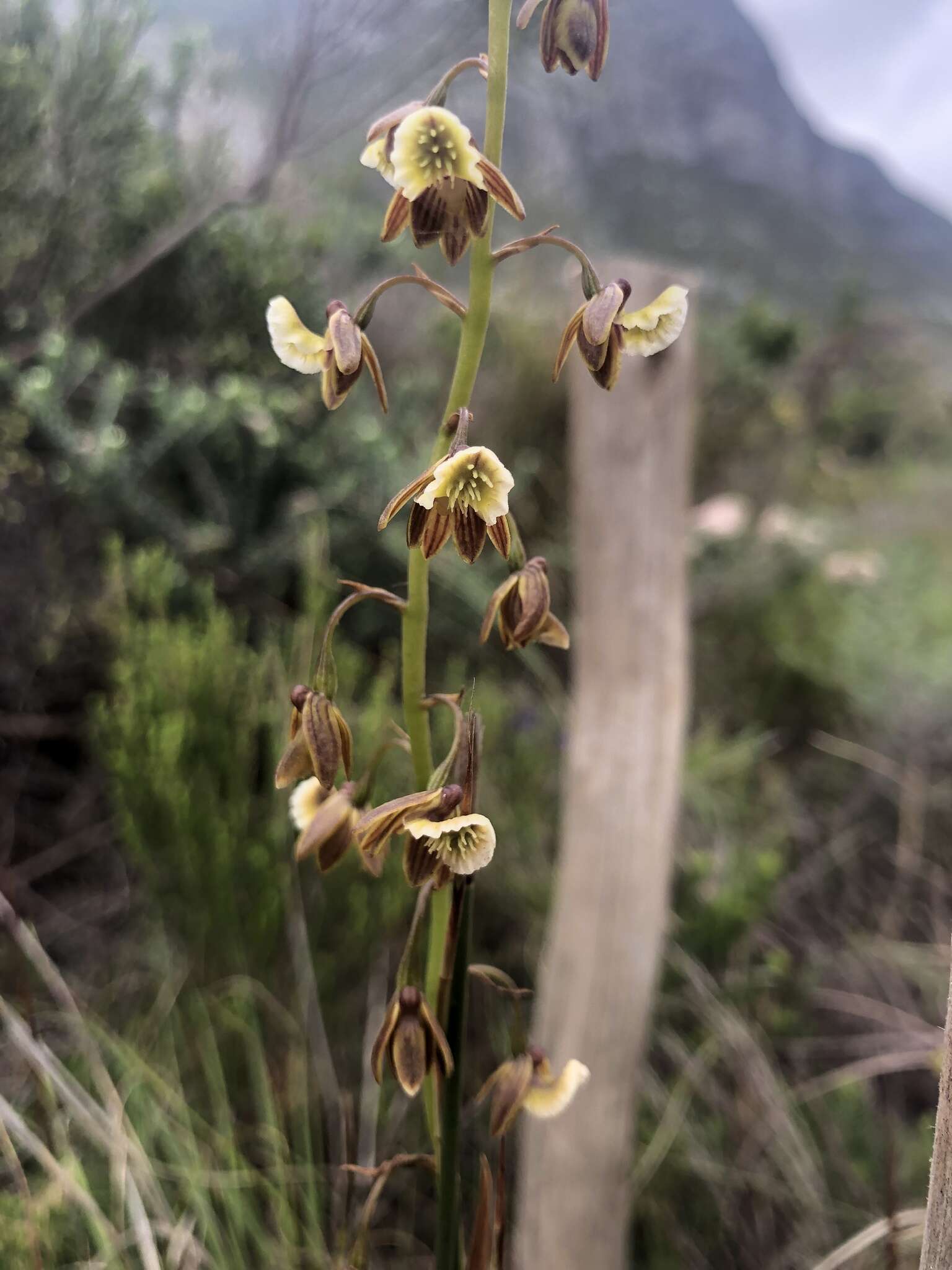 Acrolophia bolusii Rolfe的圖片