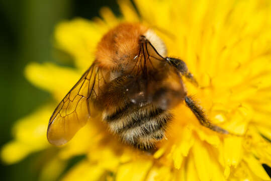 Image de Bombus schrencki Morawitz 1881