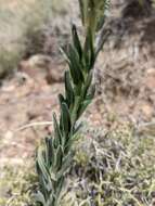 Image of Shockley's rockcress