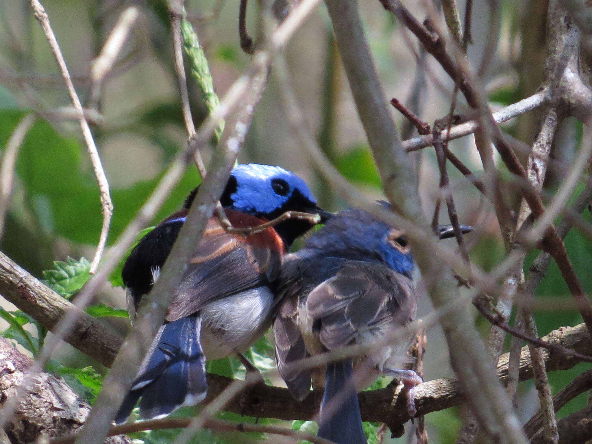 Image of Lovely Fairy-wren