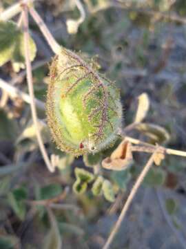 Image of desert passionflower