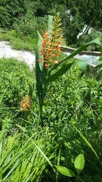 Image of Hedychium coccineum Buch.-Ham. ex Sm.