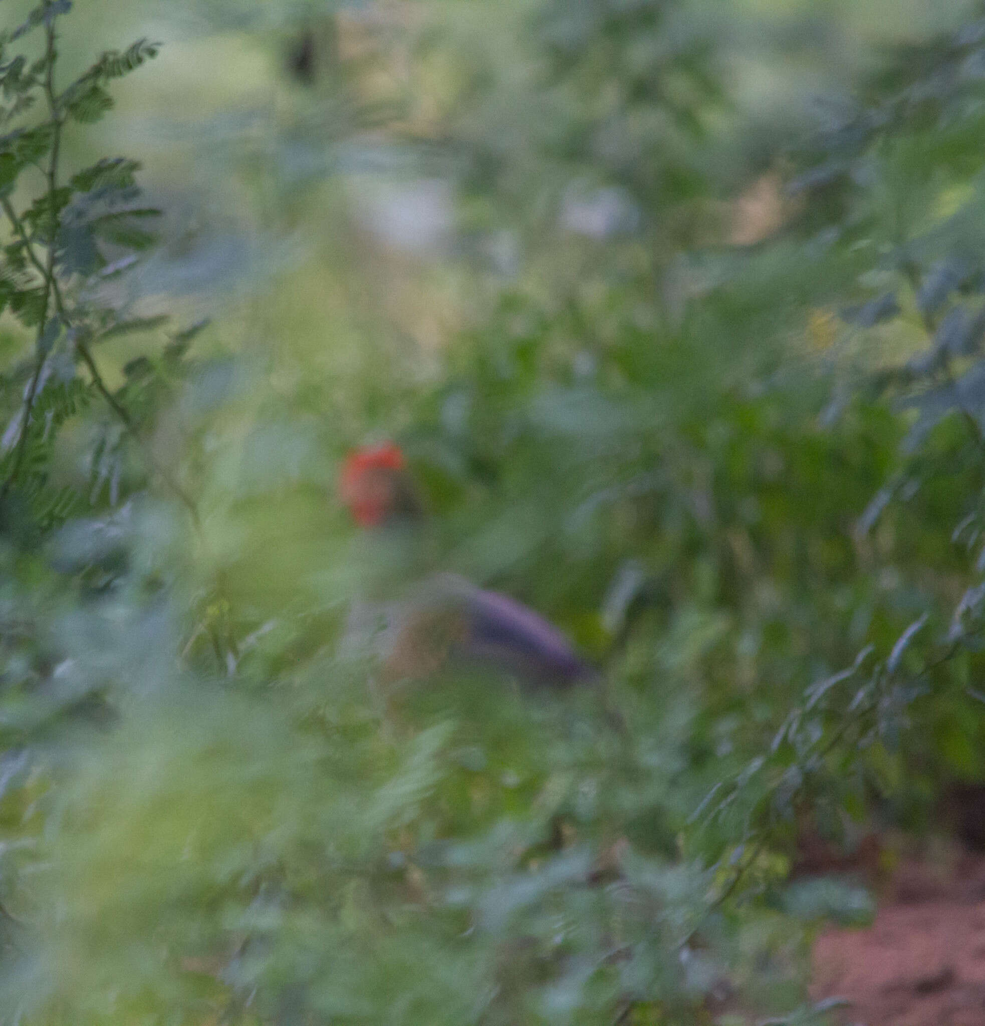 Image of Grey Junglefowl