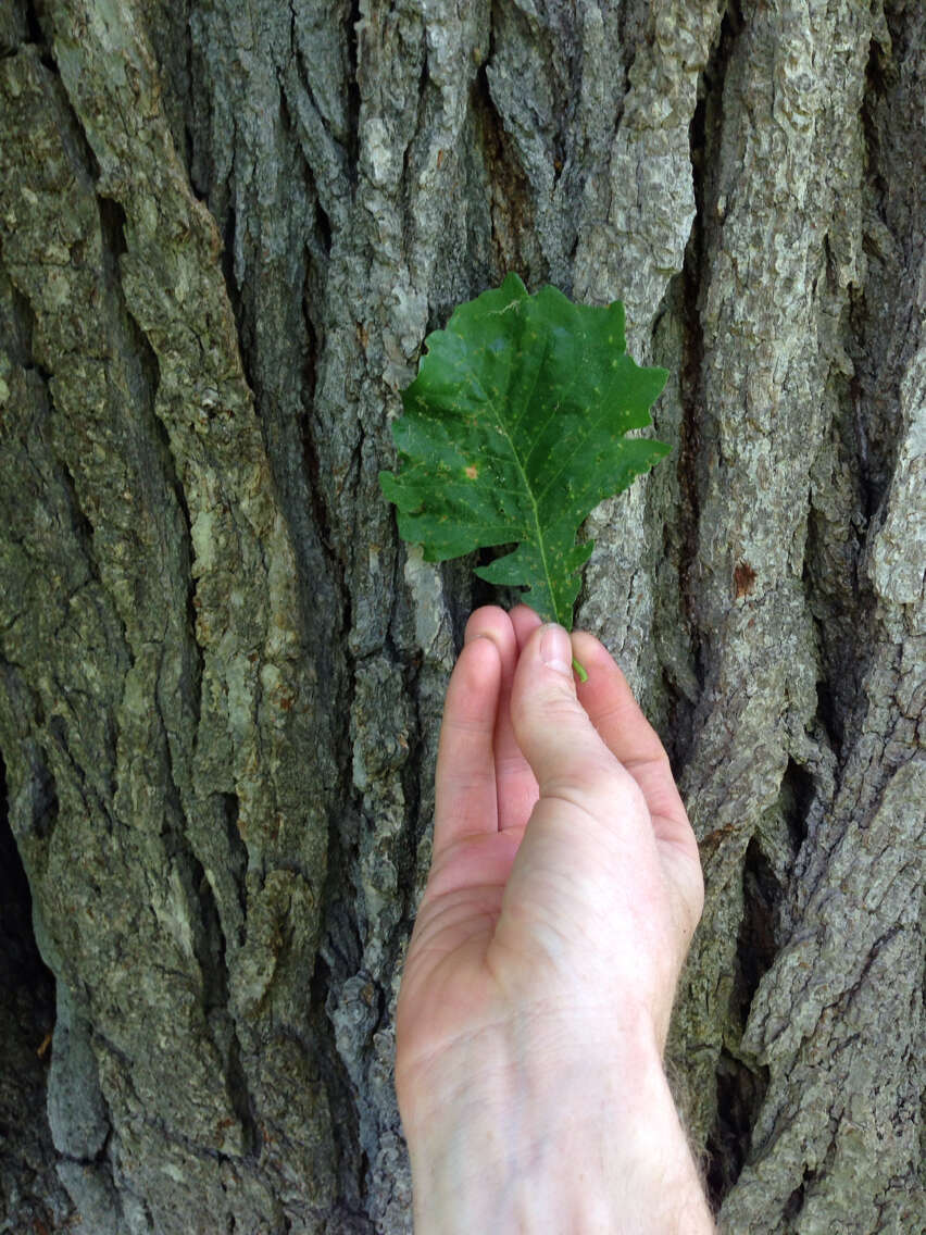 Image of Bur Oak