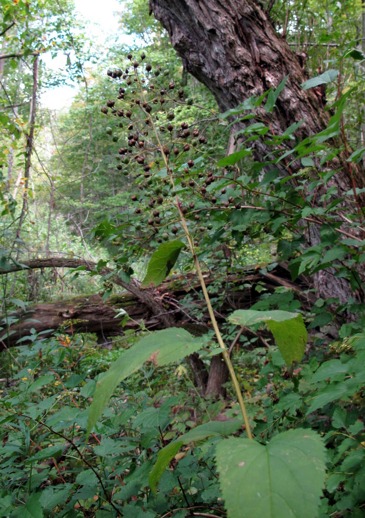 Image de Scrophularia marilandica L.