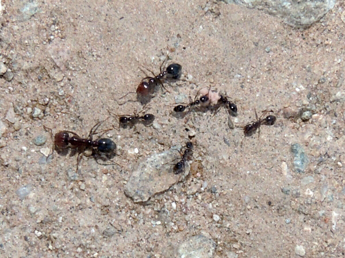 Image of Southern Fire Ant