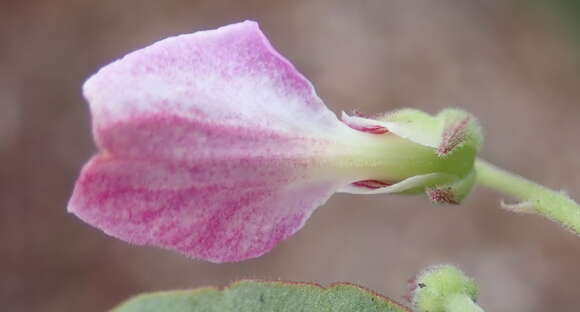 Hybanthus capensis (Thunb.) Engl. resmi