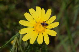 Image of Calocoris nemoralis (Fabricius 1787)