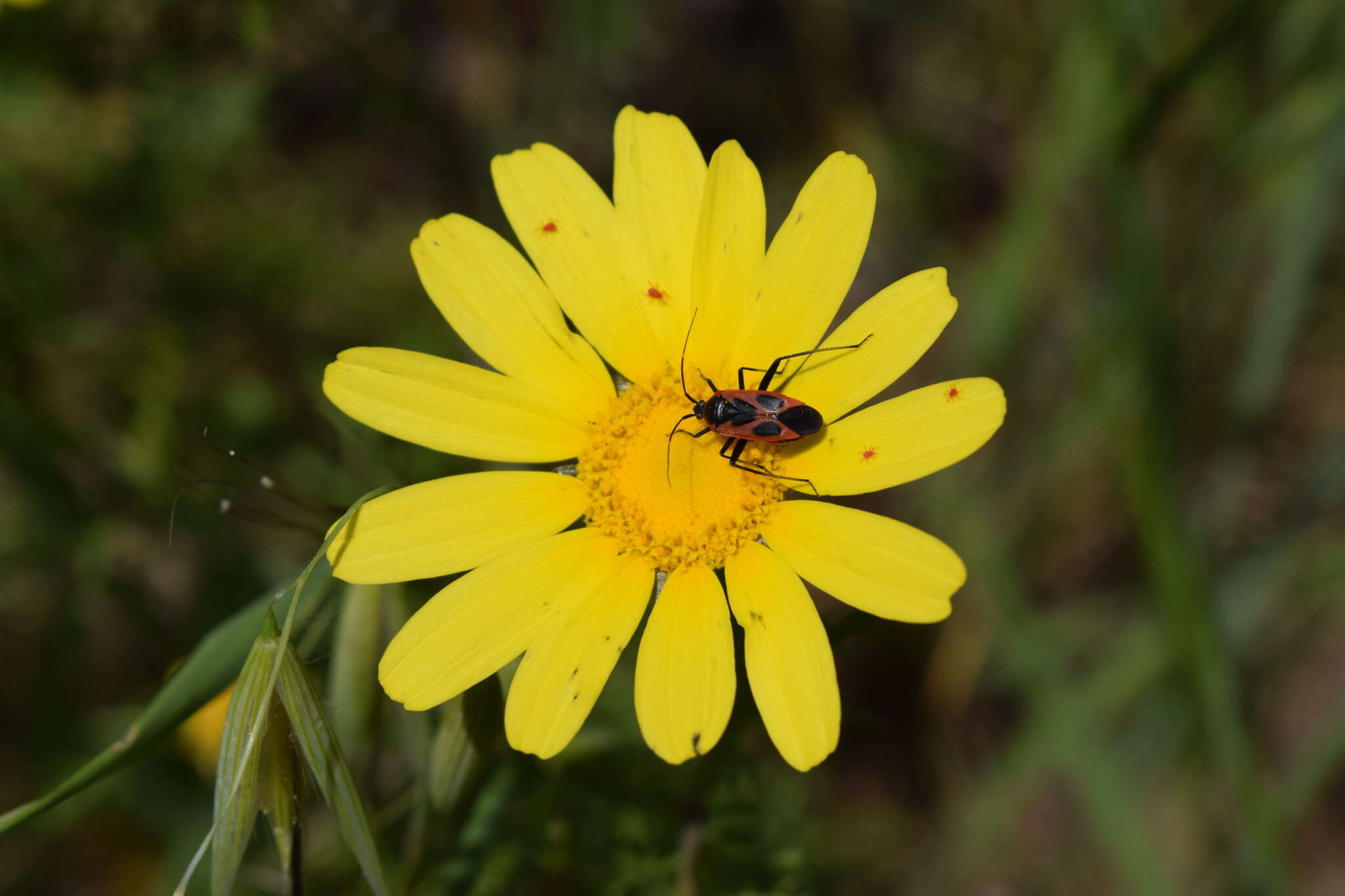 Image of Calocoris nemoralis (Fabricius 1787)