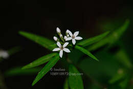 Image of Lysimachia pentapetala Bunge