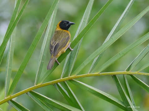 Image of Loango weaver