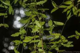 Image of Parsonsia lilacina (F. Müll.) Markgr.