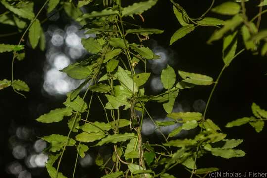 Image of Parsonsia lilacina (F. Müll.) Markgr.