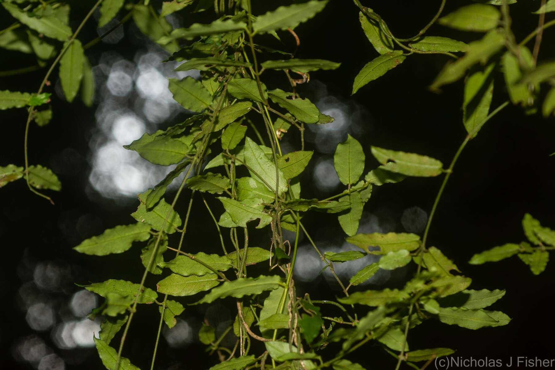 Image of Parsonsia lilacina (F. Müll.) Markgr.