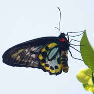 Слика од Ornithoptera richmondia (Gray (1853))