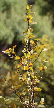 Image de Coprosma arborea Kirk