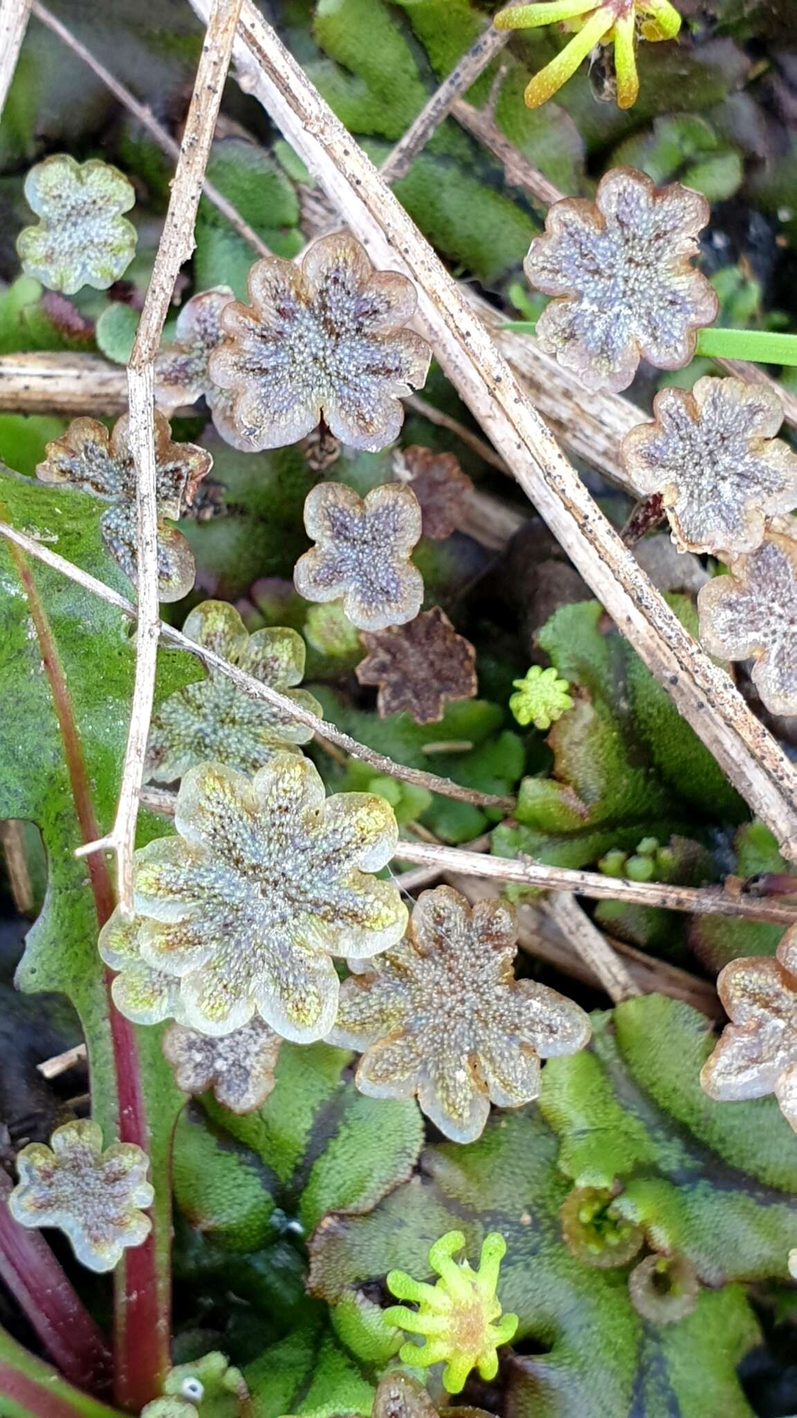 Image of Marchantia polymorpha subsp. polymorpha L.
