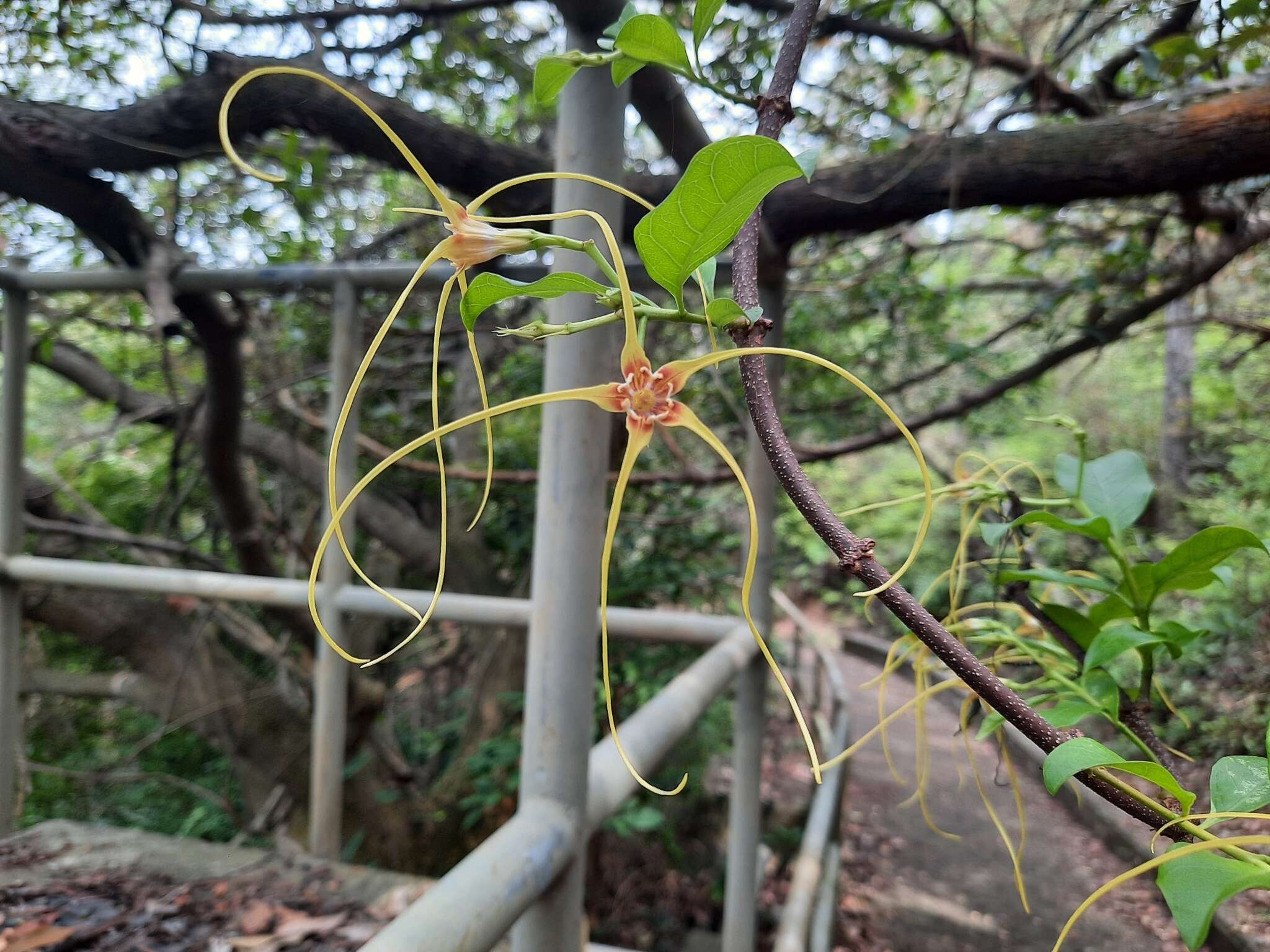 Image de Strophanthus divaricatus (Lour.) Hook. & Arnott