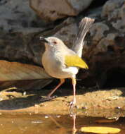 Image of Camaroptera Sundevall 1850