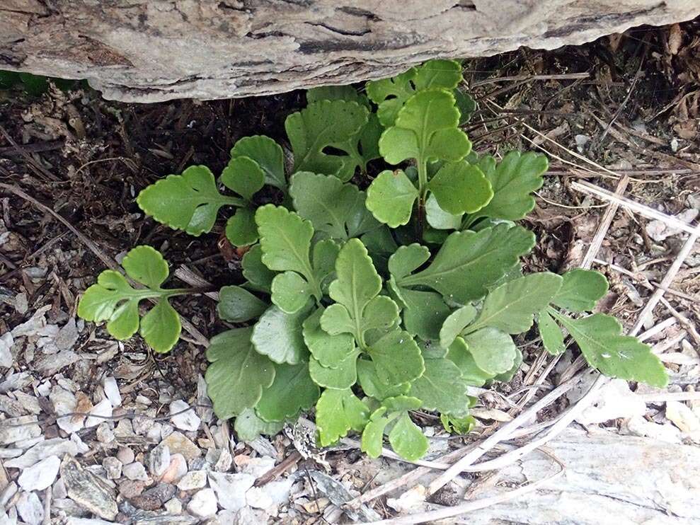 Image of Asplenium pauperequitum Brownsey & P. J. Jacks.