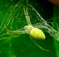 Image of Argiope chloreis Thorell 1877