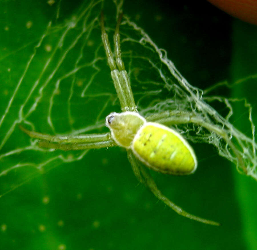 Image of Argiope chloreis Thorell 1877