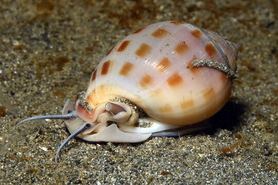 Image of Semicassis bisulcata (Schubert & J. A. Wagner 1829)