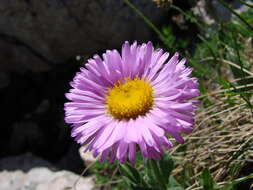 Image de Erigeron caucasicus subsp. venustus (Botsch.) Grierson