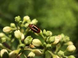 Image of Lebia (Lebia) vittata (Fabricius 1777)