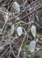 Image of Marsdenia edulis S. Wats.