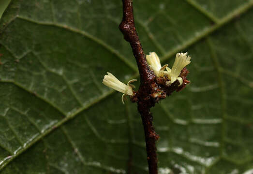 Image of Dichapetalum heudelotii (Planch. ex Oliv.) Baill.