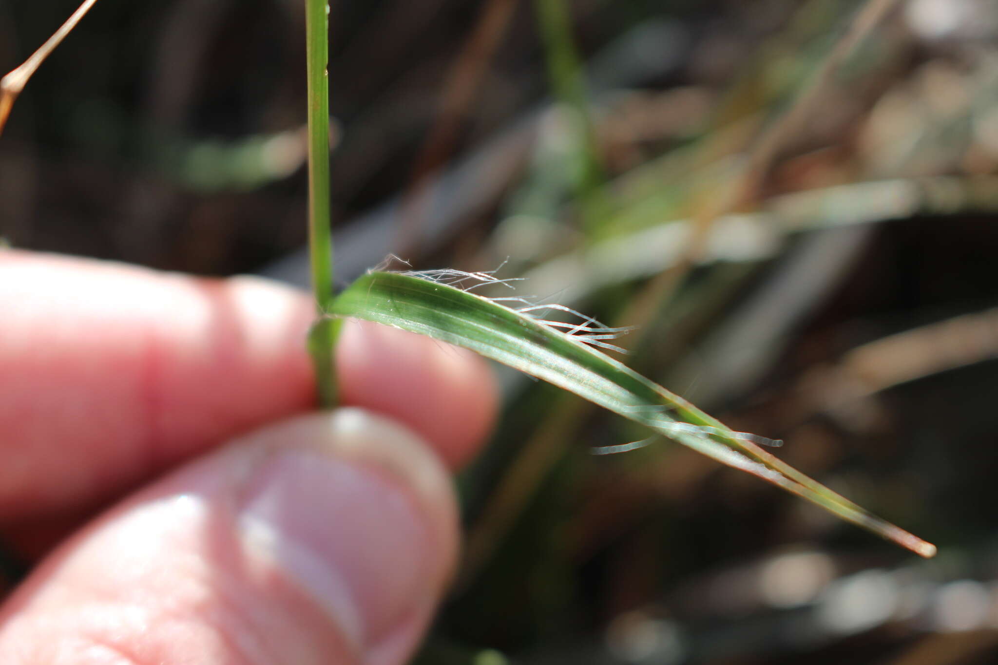 Image of Luzula banksiana var. orina Edgar