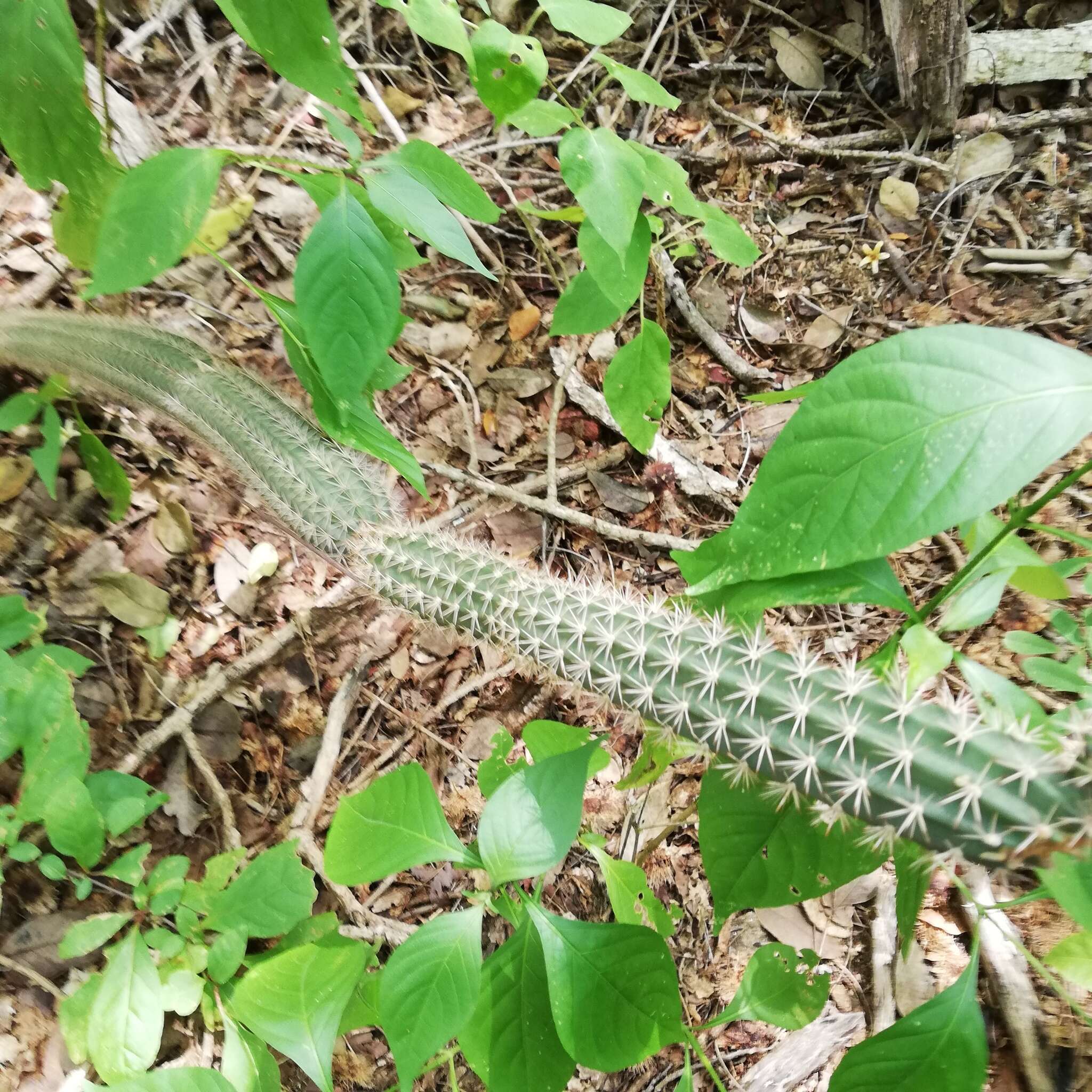 Image of <i>Acanthocereus oaxacensis</i>