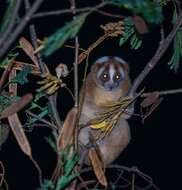 Image of Javan Slow Loris